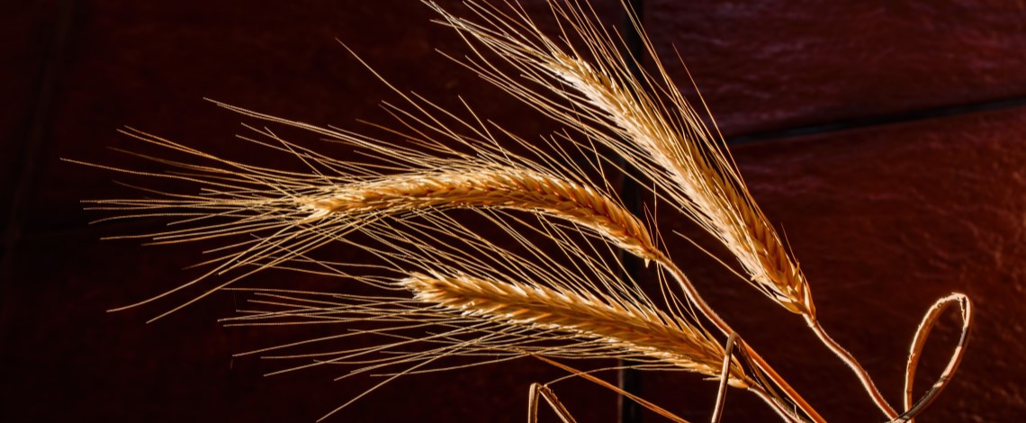 BARLEY BARLEY