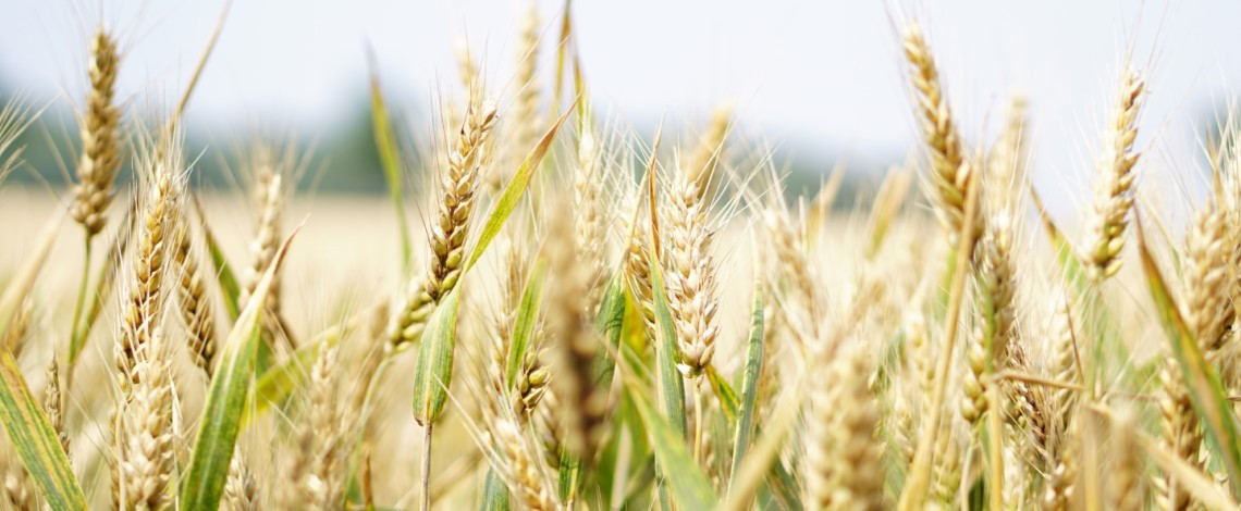 BARLEY BARLEY