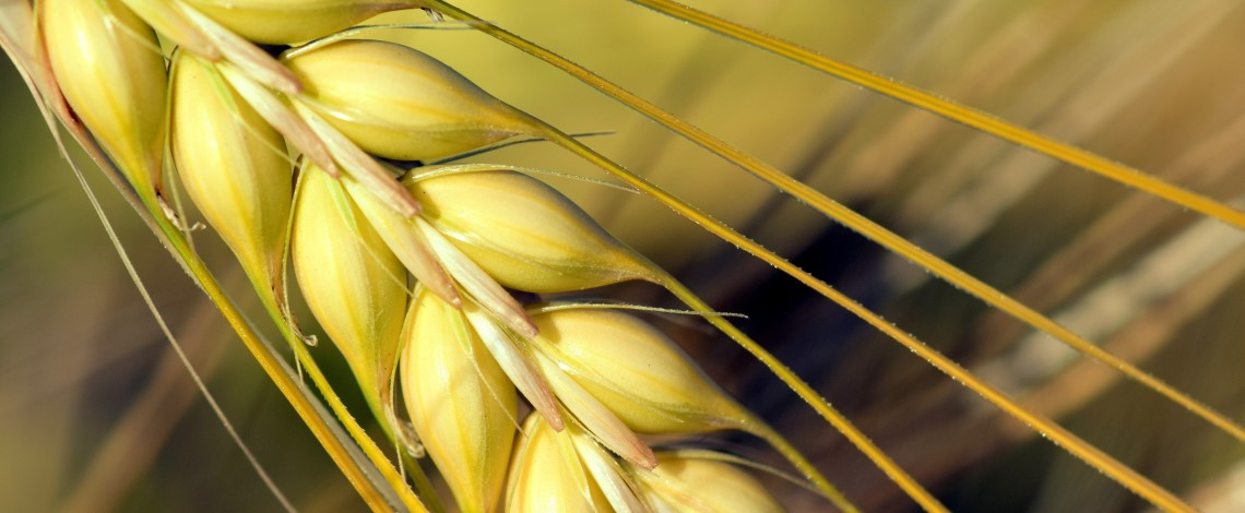 BARLEY BARLEY